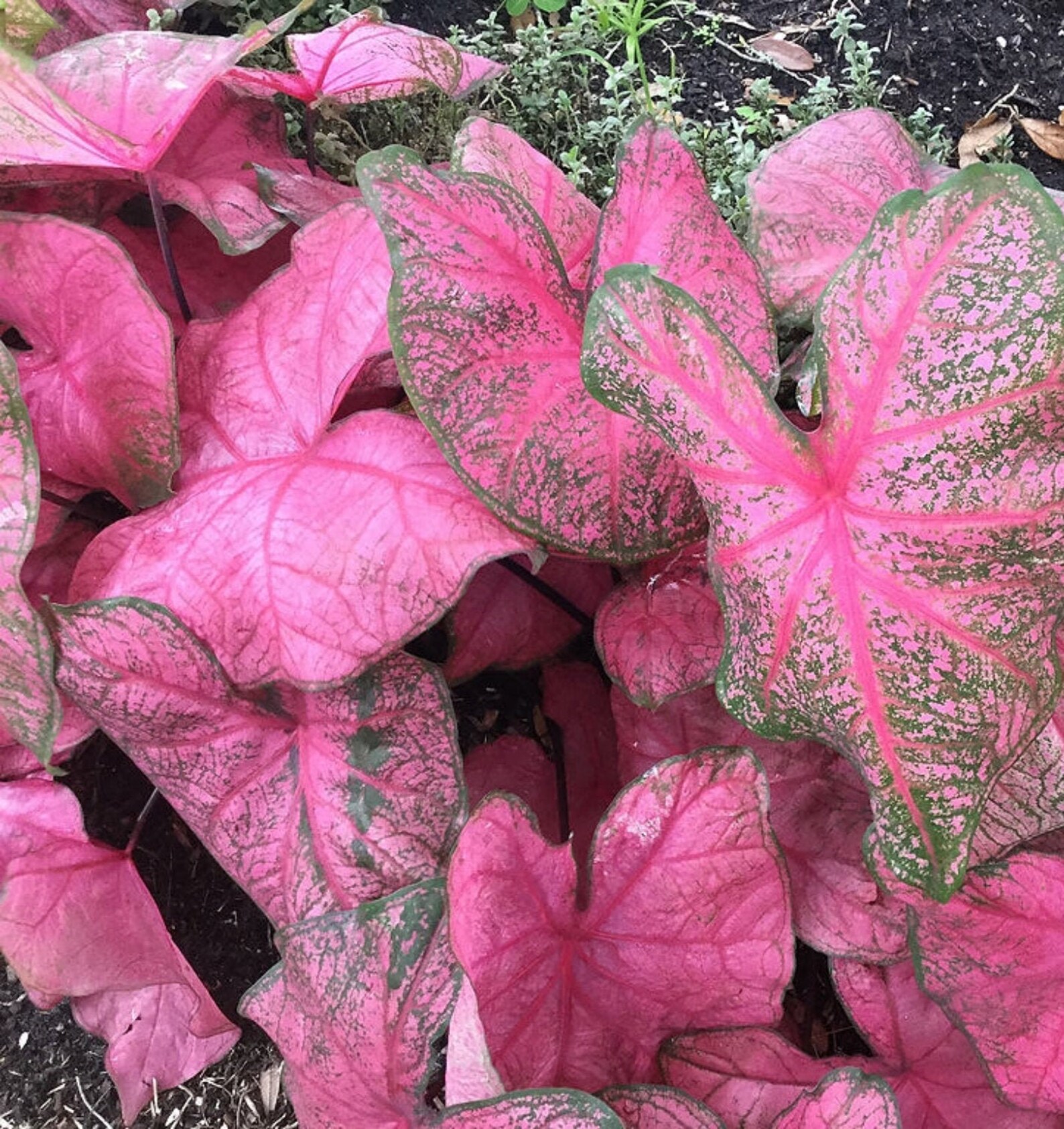 Caladium Fannie Munson 2 Bulbs Size 2 Etsy Australia