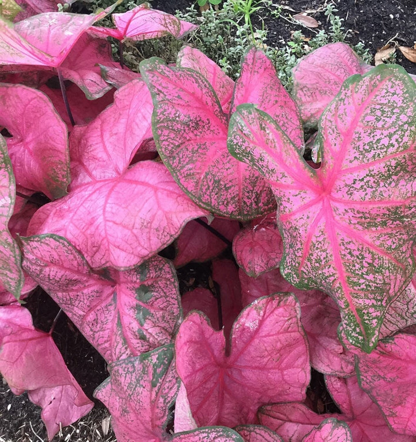 Caladium Fannie Munson 2 Bulbs Size 2 | Etsy Australia