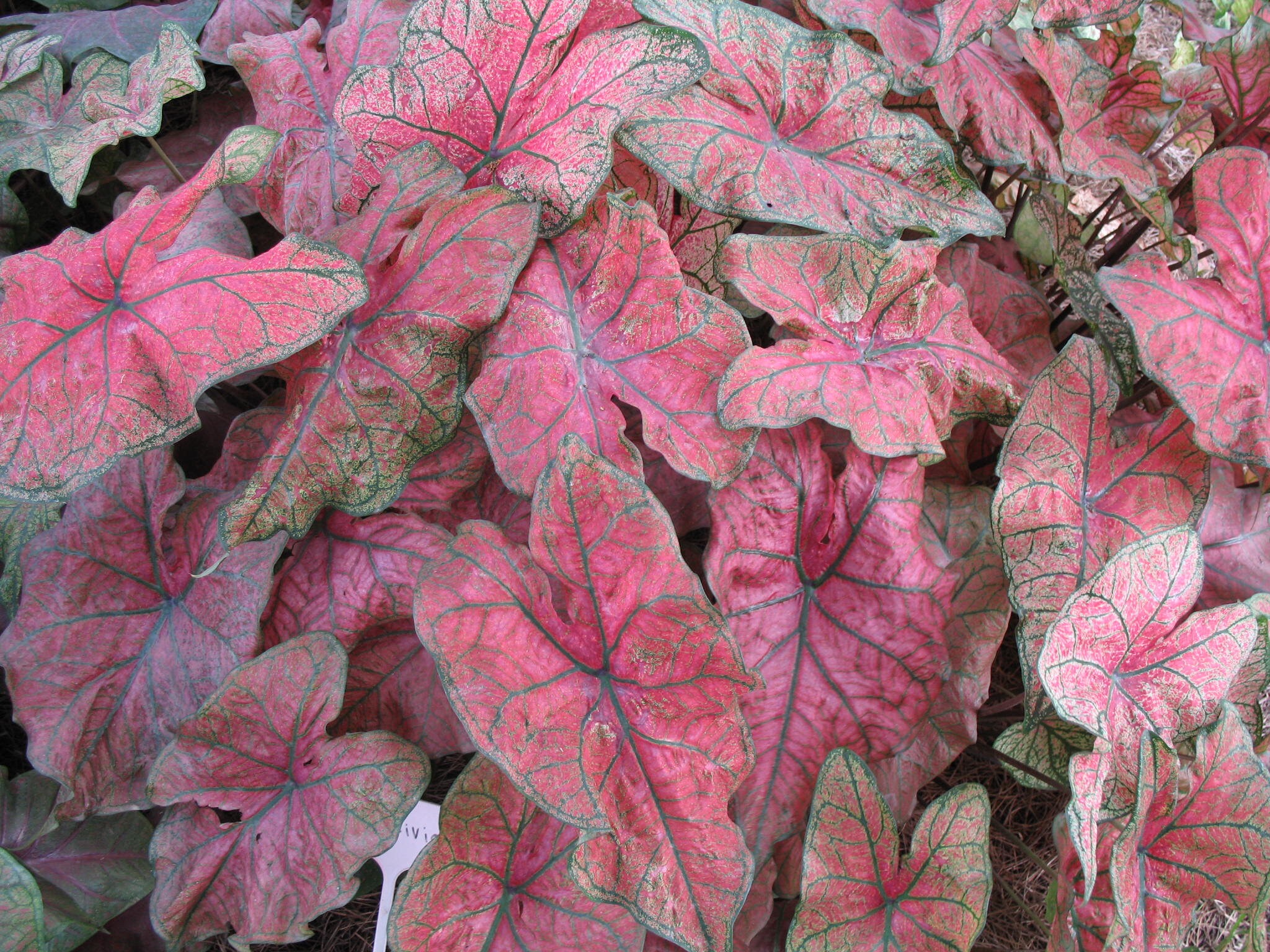 Caladium Festiva 2 bulbs size 2 Etsy