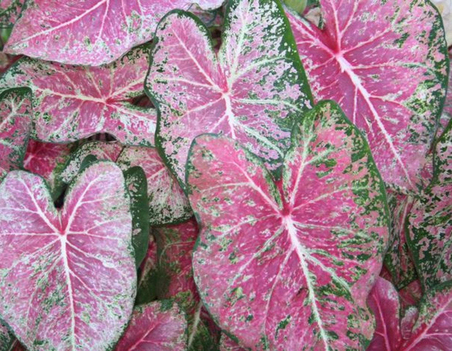 Caladium Pink Cloud 2 bulbs size 2 Etsy