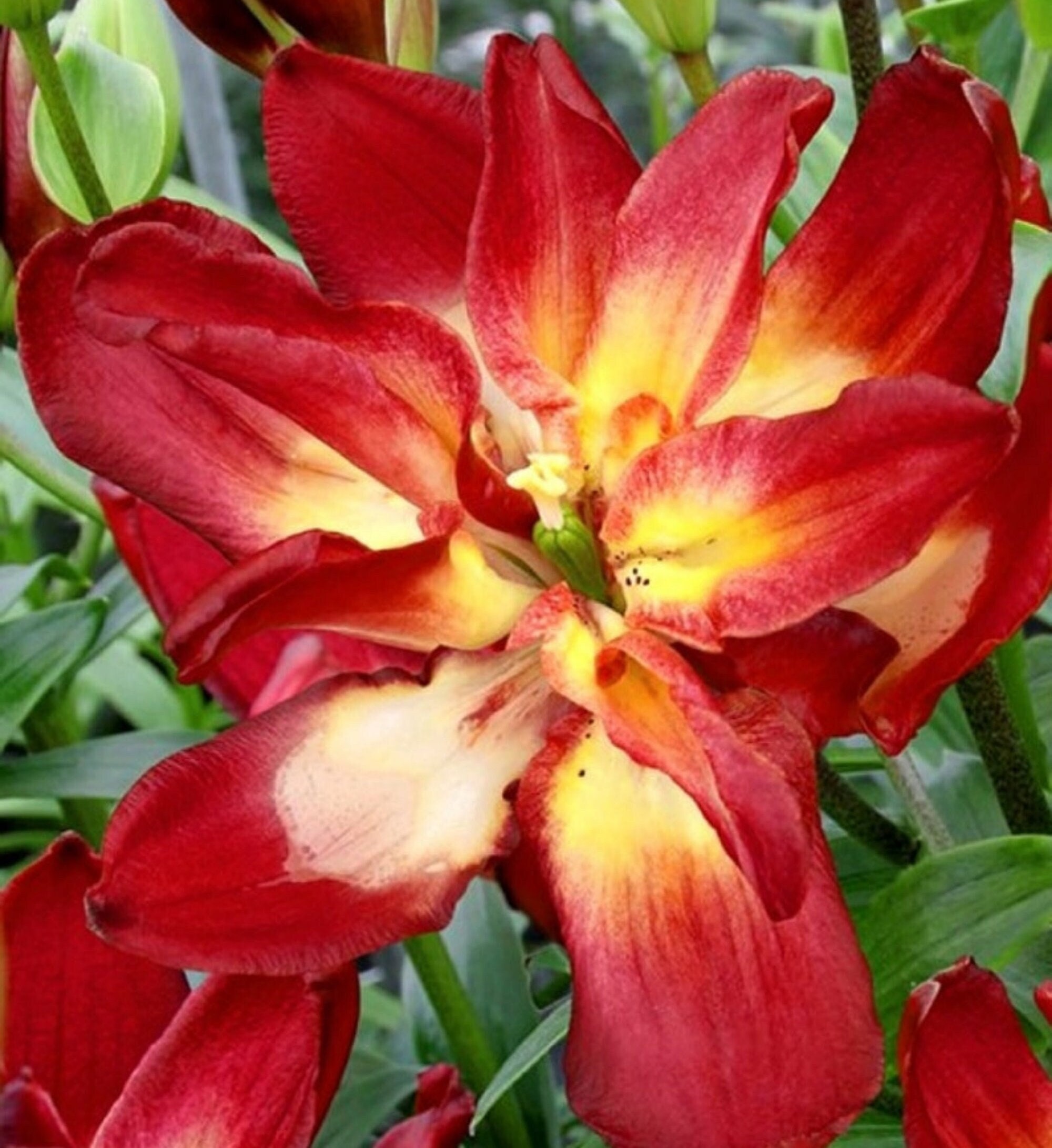 Asiatic Lily Double Sensation 1 Bulb Etsy