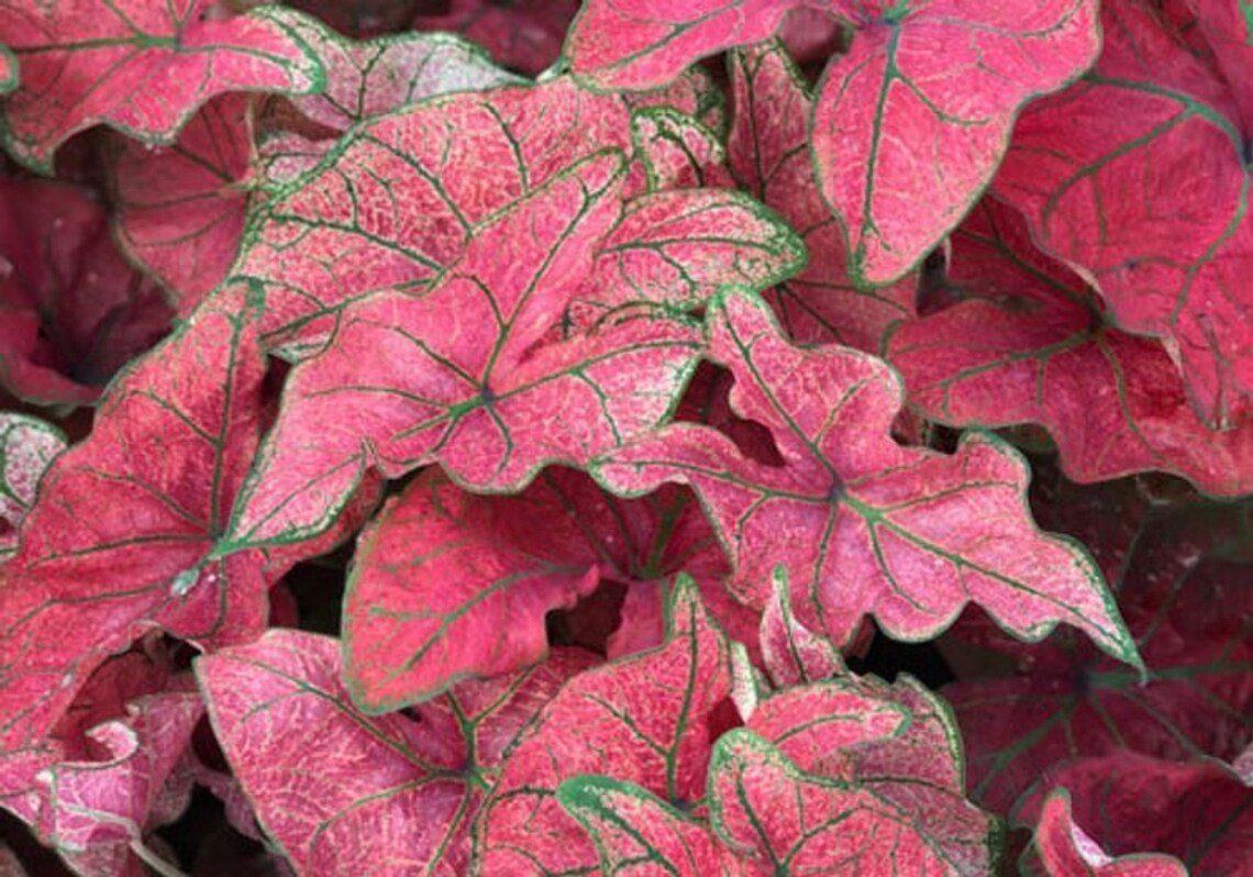 Caladium Festiva 2 Bulbs Size 2 Etsy