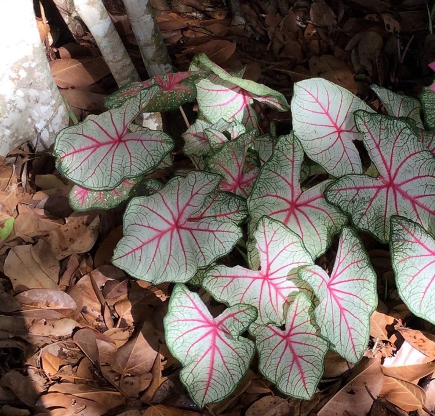 Caladium Summer Pink 2 bulbs size 2 | Etsy