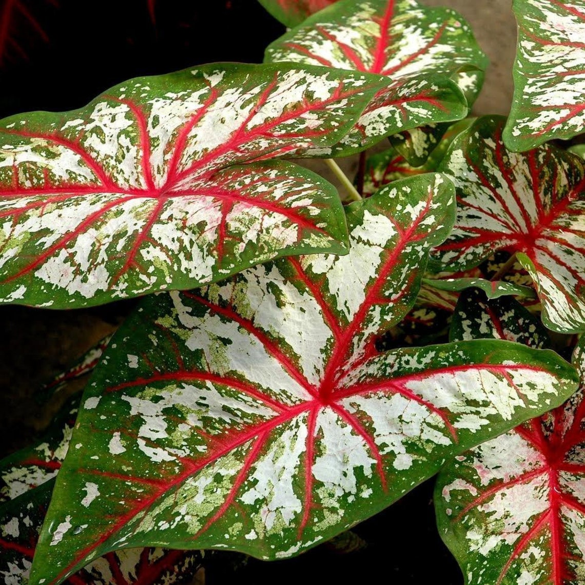 Caladium Tapestry 2 Bulbs Size 2 | Etsy
