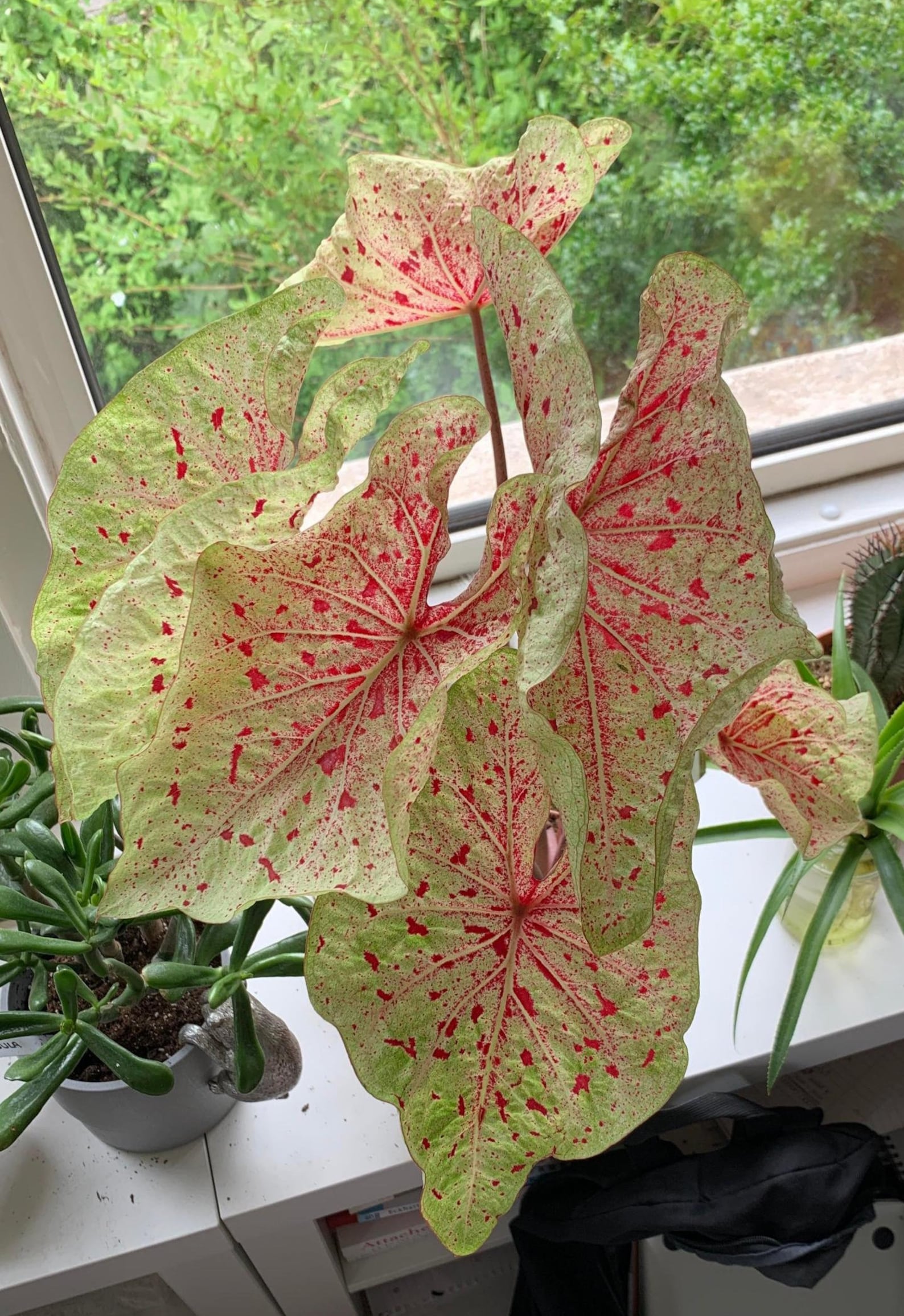 Caladium Miss Muffet 2 Bulbs Size 2 | Etsy Australia
