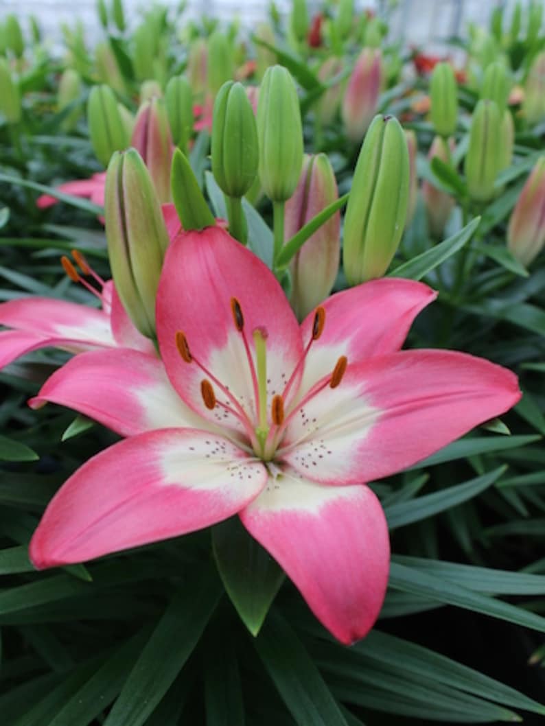 Asiatic Lily Perfect Joy 1 Bulb Etsy