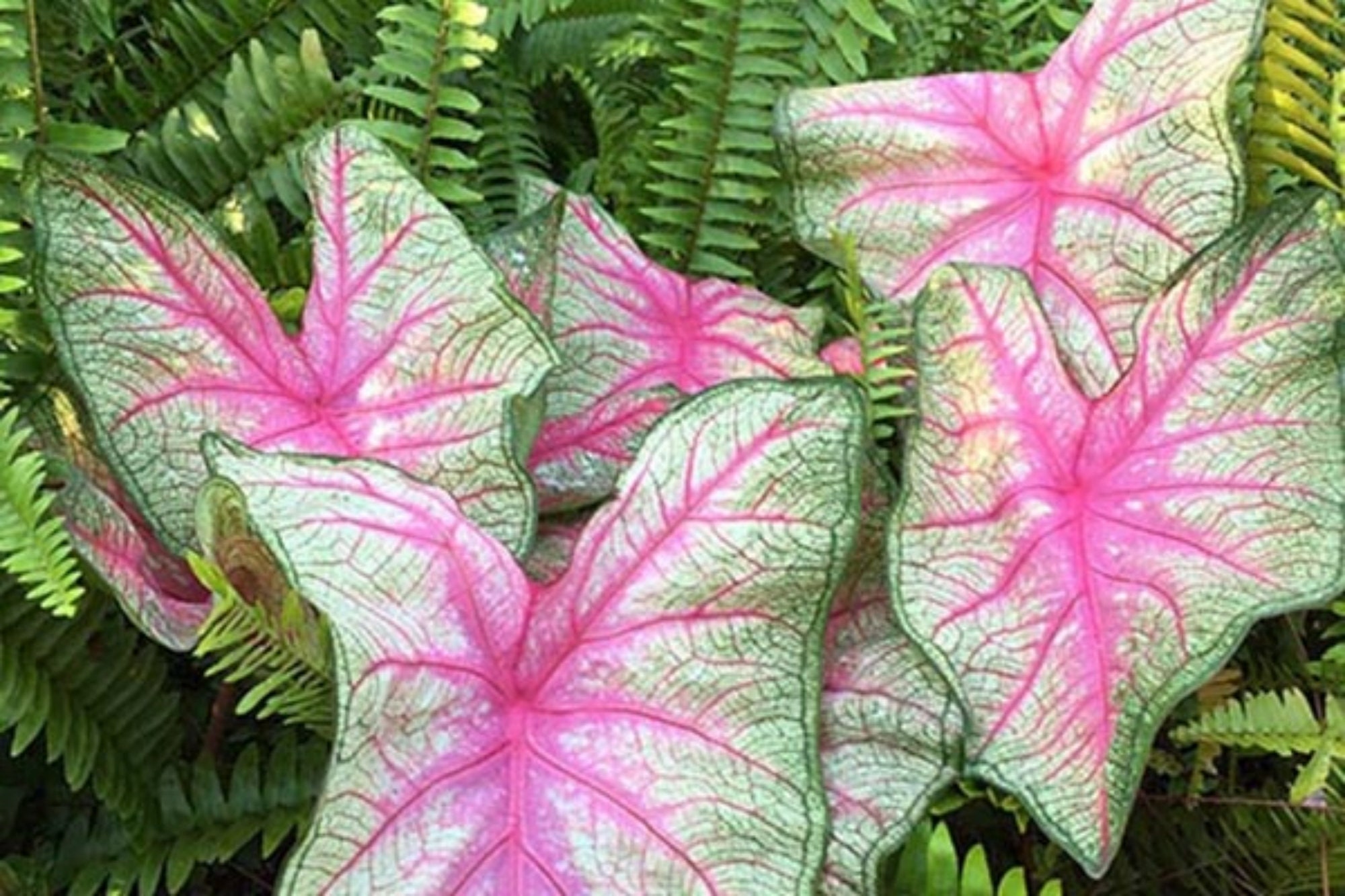 Caladium Summer Pink 2 bulbs size 2 Etsy