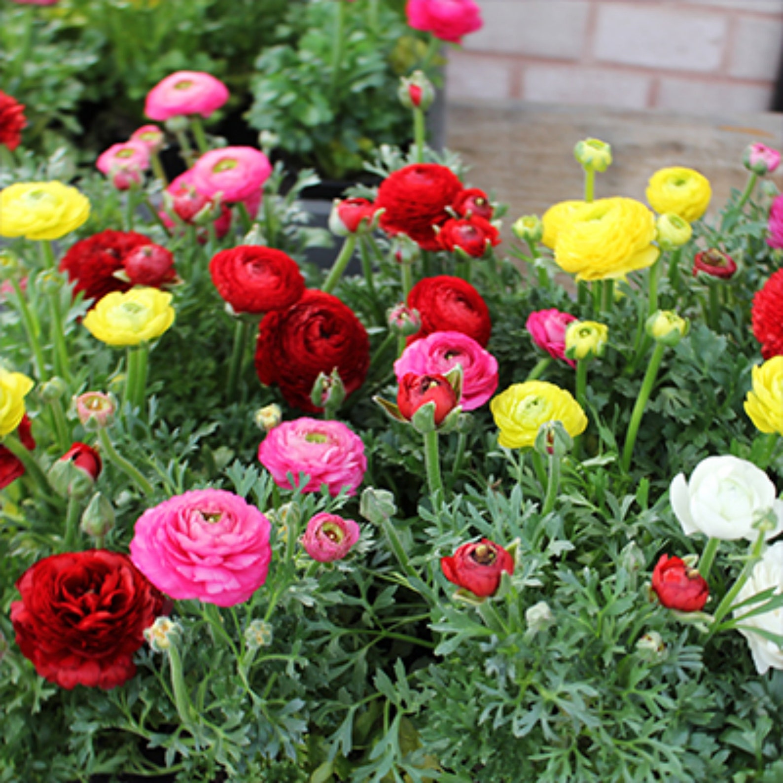 10 Ranunculus bulbs aviv mix Etsy