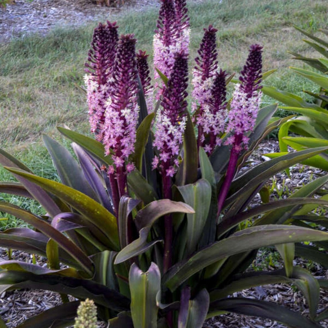 Pineapple Lily Safari Adventure 1 bulb Etsy