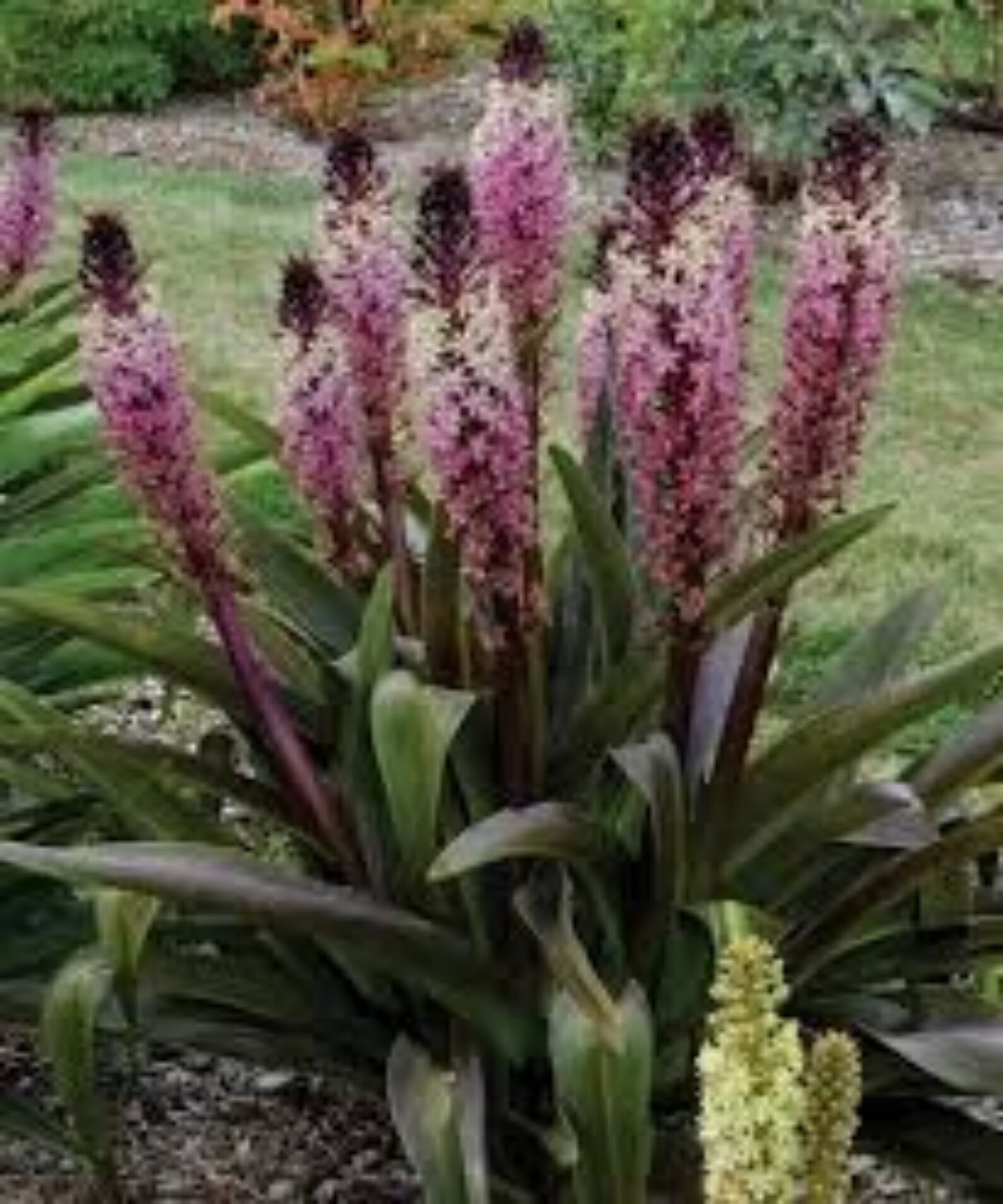 Pineapple Lily Safari Adventure 1 bulb Etsy