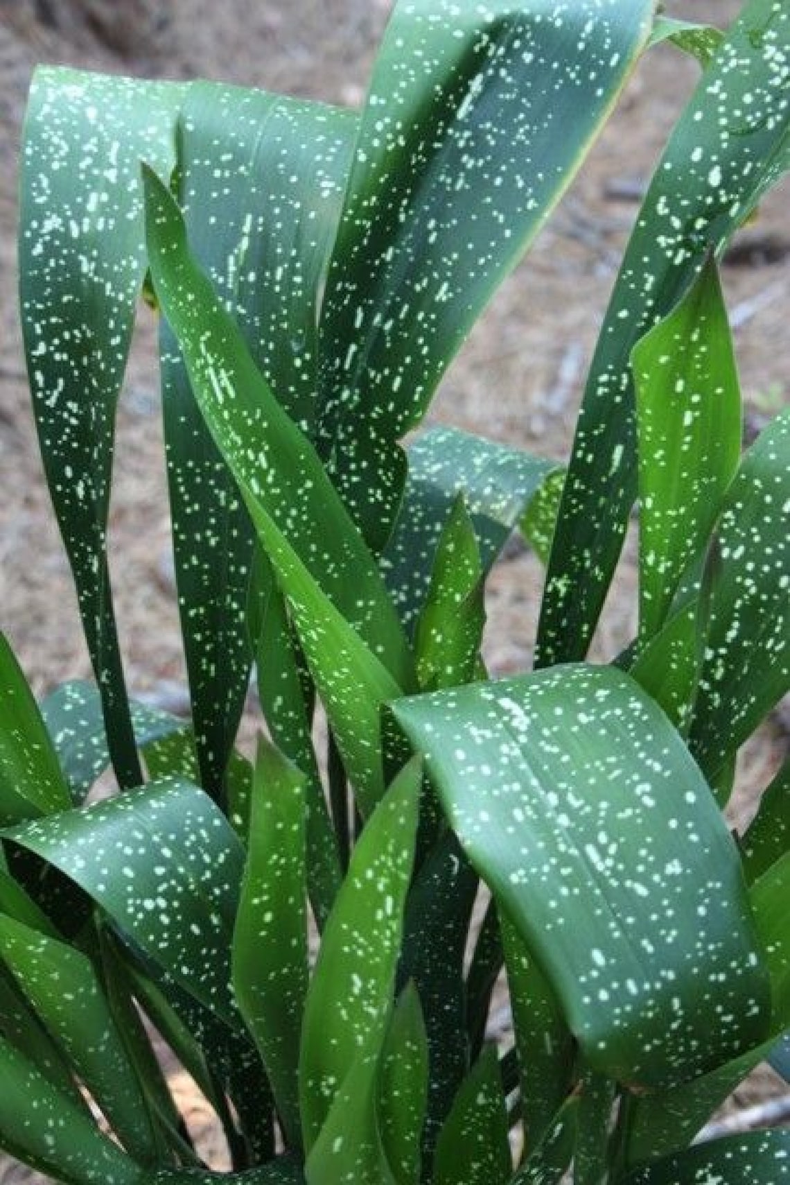 Cast Iron Plant Milky Way