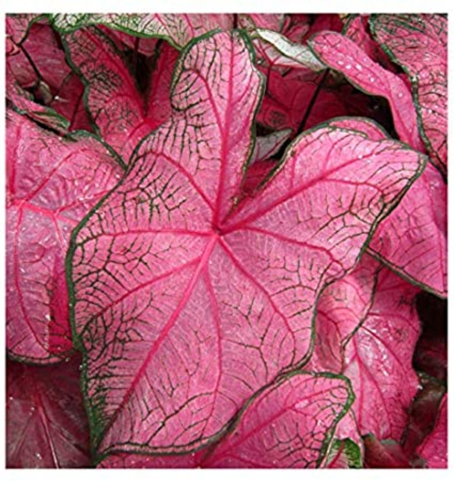 Caladium Fannie Munson 2 bulbs size 2 Etsy
