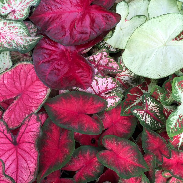 Caladium bulb assorted mix