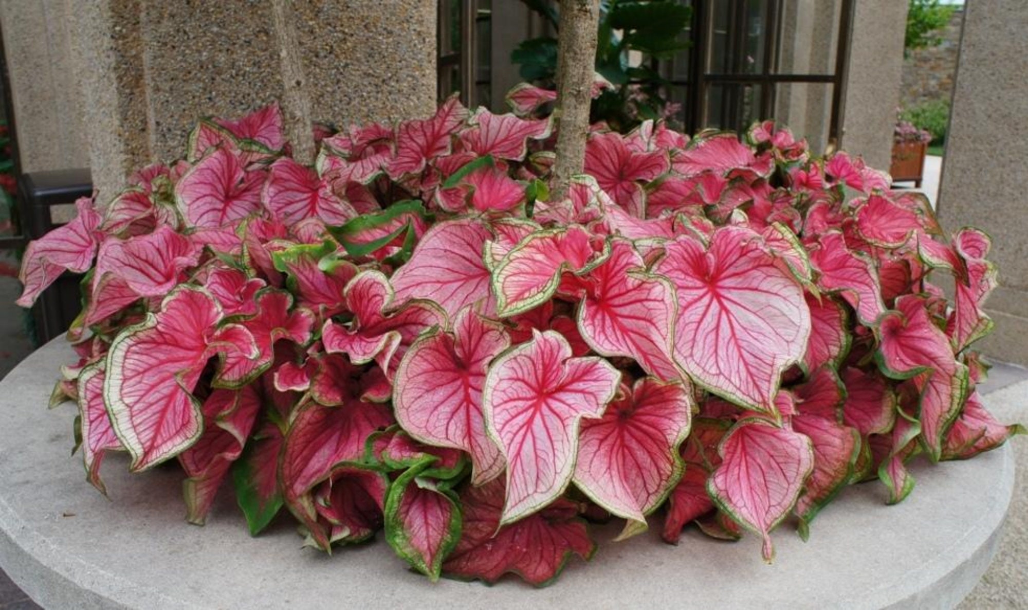 Caladium Florida Sweetheart 2 Bulbs Size 2 Etsy