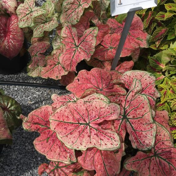 Caladiums Splash of Wine 2 Bulbs Size 2 Etsy Australia