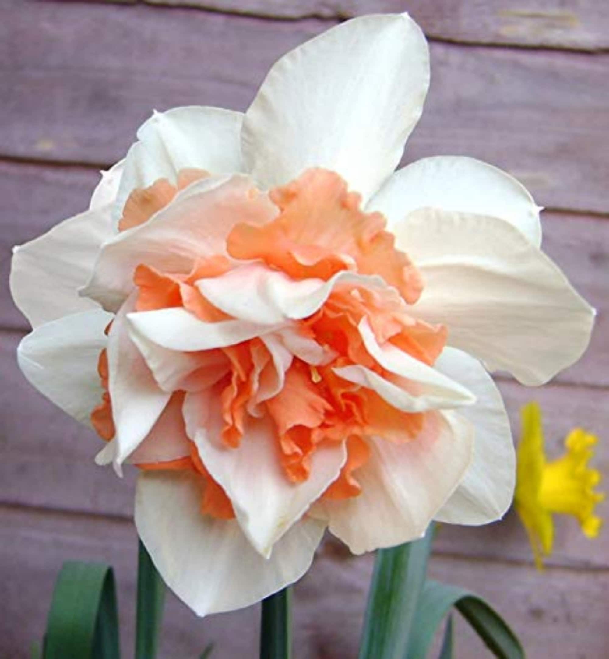 Double Daffodil Replete 5 bulbs Etsy