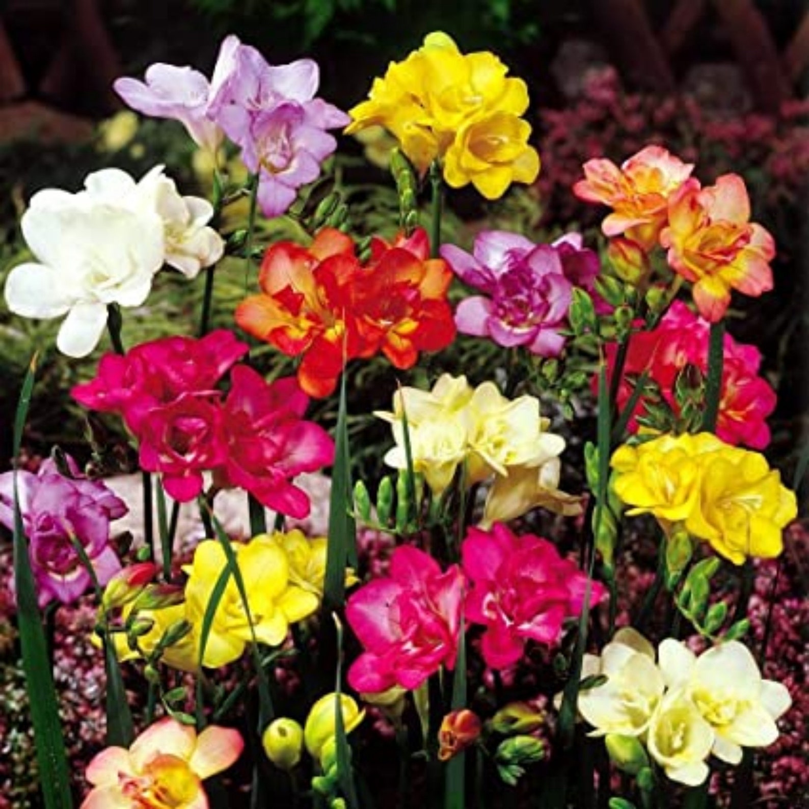 Double Freesia 10 bulbs mixed colors Etsy