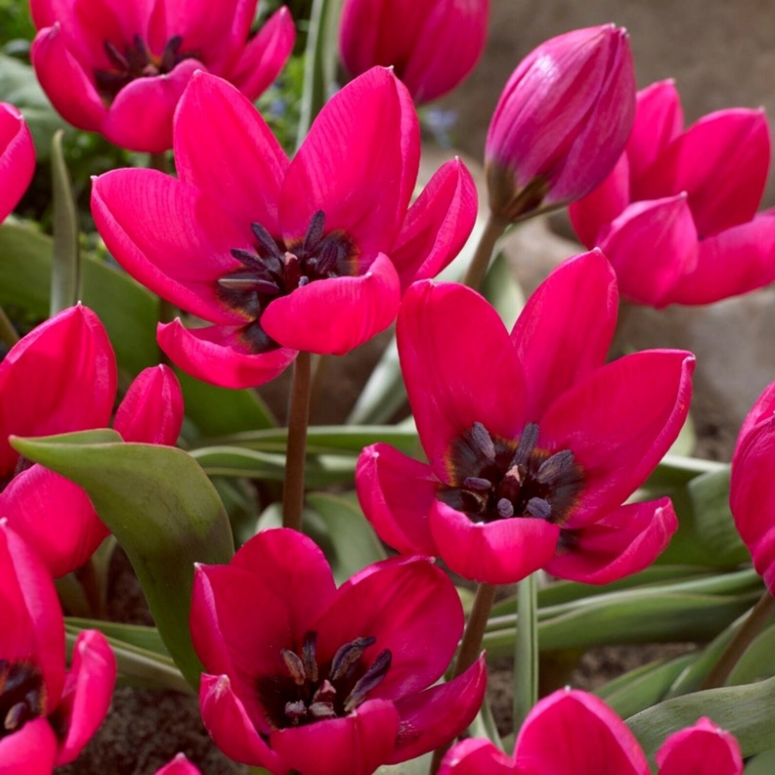 Miniature Tulips 6 Bulbs Humilis Violacea Etsy