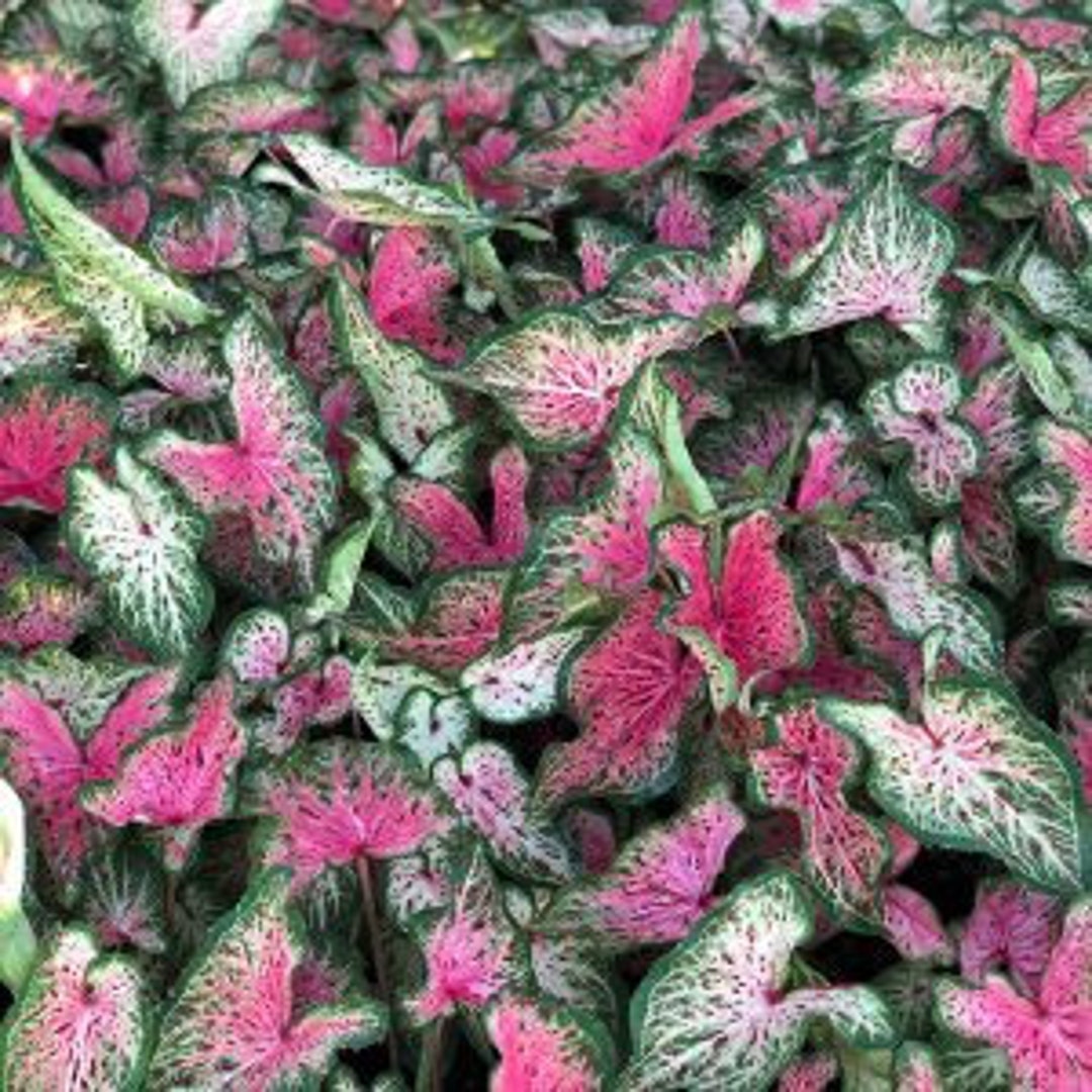 Day Dreamer Caladium 2 Bulbs Size 2 Etsy Australia