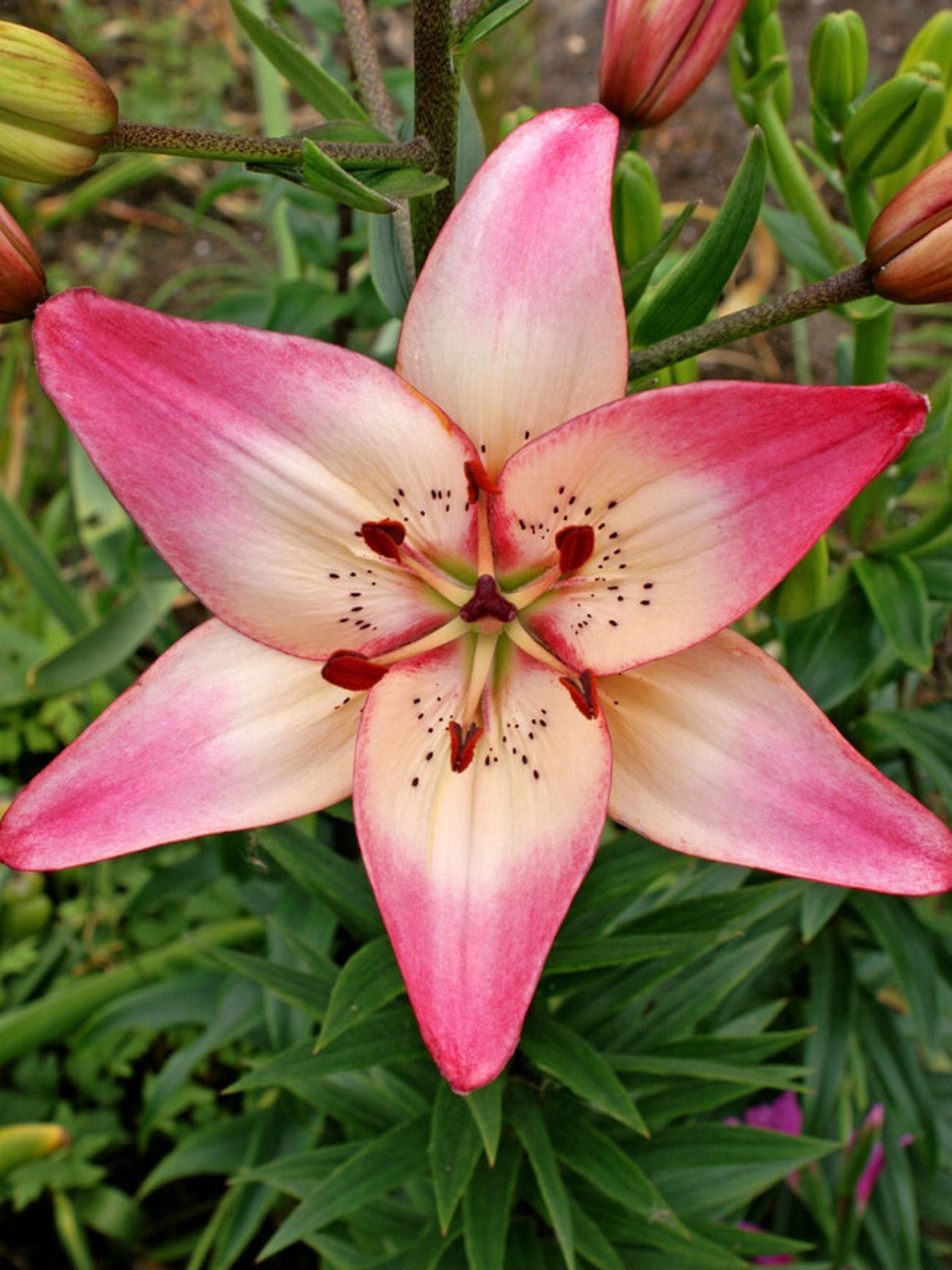 Asiatic Lily Rosellas Dream 1 Bulb Etsy