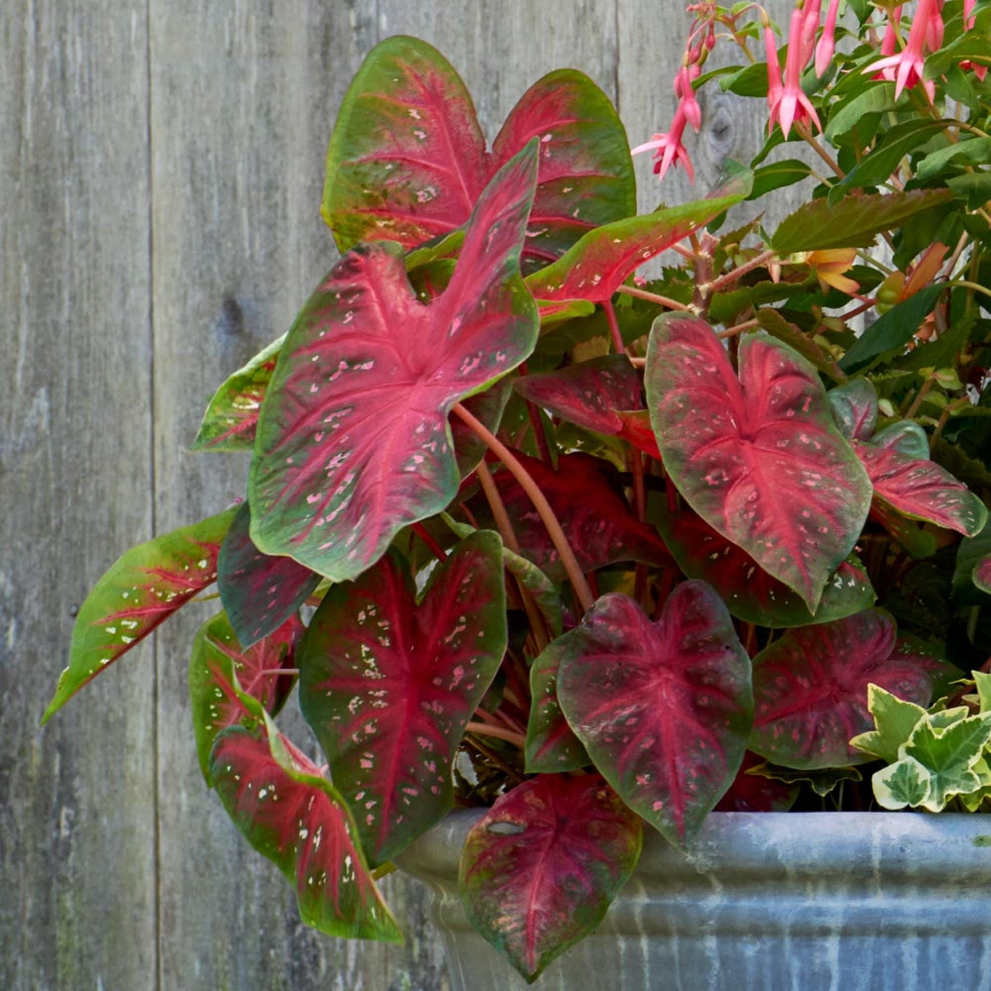 Caladium Red Flash 2 Bulbs Size 2 Etsy Australia