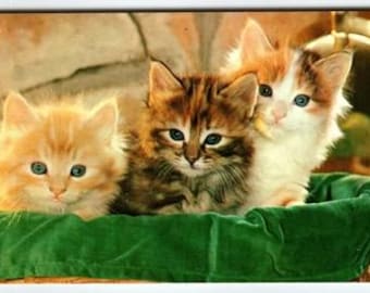 Vintage Pastichrome Kittens Cats Postcard by Colourpicture Publishers