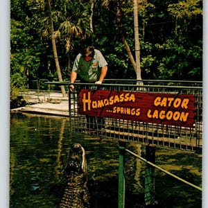 Carte postale Alligator Homosassa Springs Florida Man Feed Gator Lagoon Chrome inutilisé