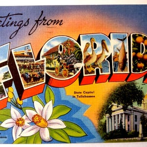 Carte postale en lin grande lettre Salutations de la Floride Fleurs d'oranger de Tichnor