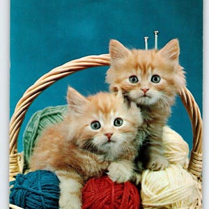 Kätzchen Katzen Korb Postkarte Chrom Postfrei Vintage Do You See What I See Einzigartiges Geschenk