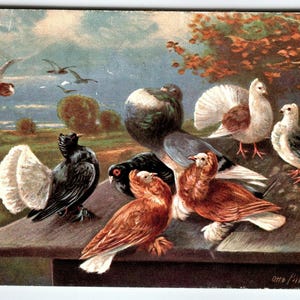 Carte postale oiseaux sauvages pigeons colombes mouettes série 418 animaux sauvages vintage 1907