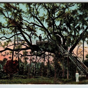 Daytona Florida Postcard The Big Tree House 1910 Spanish Moss Covered Vintage Unique Gift