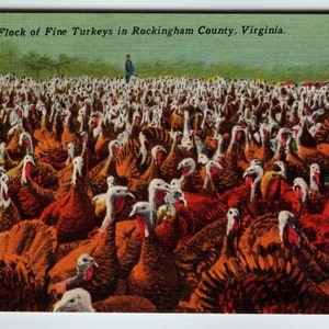 Troupeau de dindes à Rockingham en Virginie carte postale en lin, cadeau unique terres agricoles vintage sans affectation