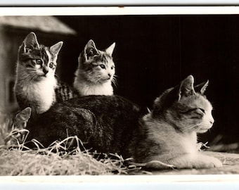 4 Katzen und Kätzchen – Vintage-Fotopostkarte von 1942: Niedliche Tiere ruhen in einer Scheune