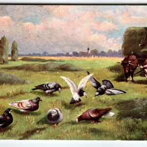 Oiseaux sauvages Pigeons Bovins Femmes à la ferme Carte postale Faune 1907 Antique vintage
