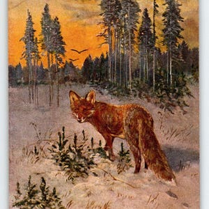 Carte postale rustique Renard roux signée M Muller Série 585 Faune des bois profonds, Allemagne