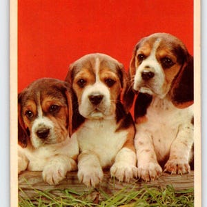 Basset Hound Puppy Dogs Can We Go Play Vintage Postcard Chrome 1968 Cute Animals Unique Gift