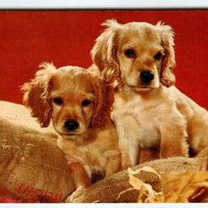Vintage Sad Sacks Puppies Dog Postcard by Garrison Color Corp