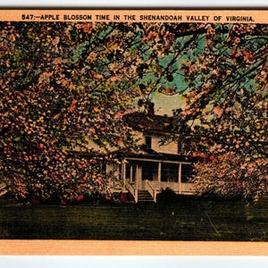 Carte postale vintage Apple Blossom Tree dans la vallée de Shenandoah, Virginie