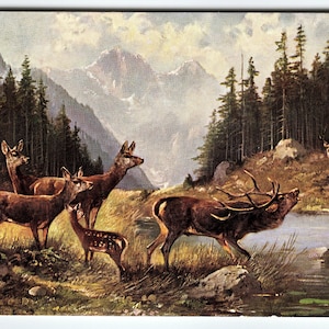 Muller Signed Original Artist Postcard of Deer in Mountain Landscape