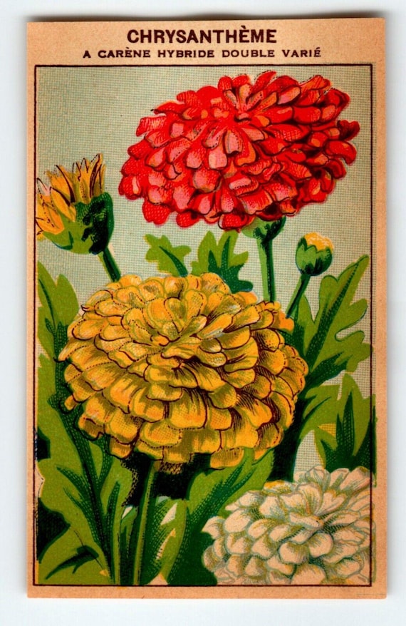 1920's Flower Art Print CHRYSANTHEME Lithograph Original Vintage For Seed Pack Unique Gift