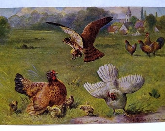 Hawk Grabs Baby Chick Roosters Hens Postcard Signed Muller Germany Series 216 Unique Gift