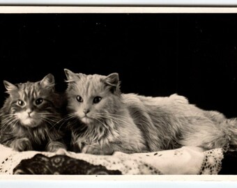 2 Cats Kittens RPPC Real Photo Postcard Vintage Amsterdam A Vigevano Cute