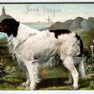 Antique Vintage Divided Back Postcard of Dog in Scenic Garden by TH. E. L.