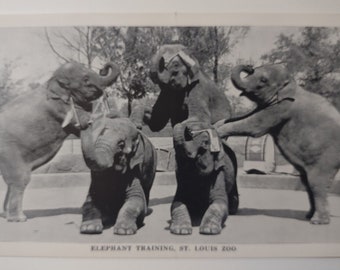 Elephant Training Show Exhibit Postcard Wild Animals St louis Zoo 1947 Vintage Unique Gift