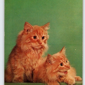 Orange Kätzchen Katzen Grüße Von Ithaca New York Postkarte Chrom Unposted NY Einzigartiges Geschenk