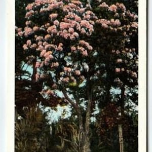 Vintage Linen Postcard Mountain Laurel Western North Carolina 1940s