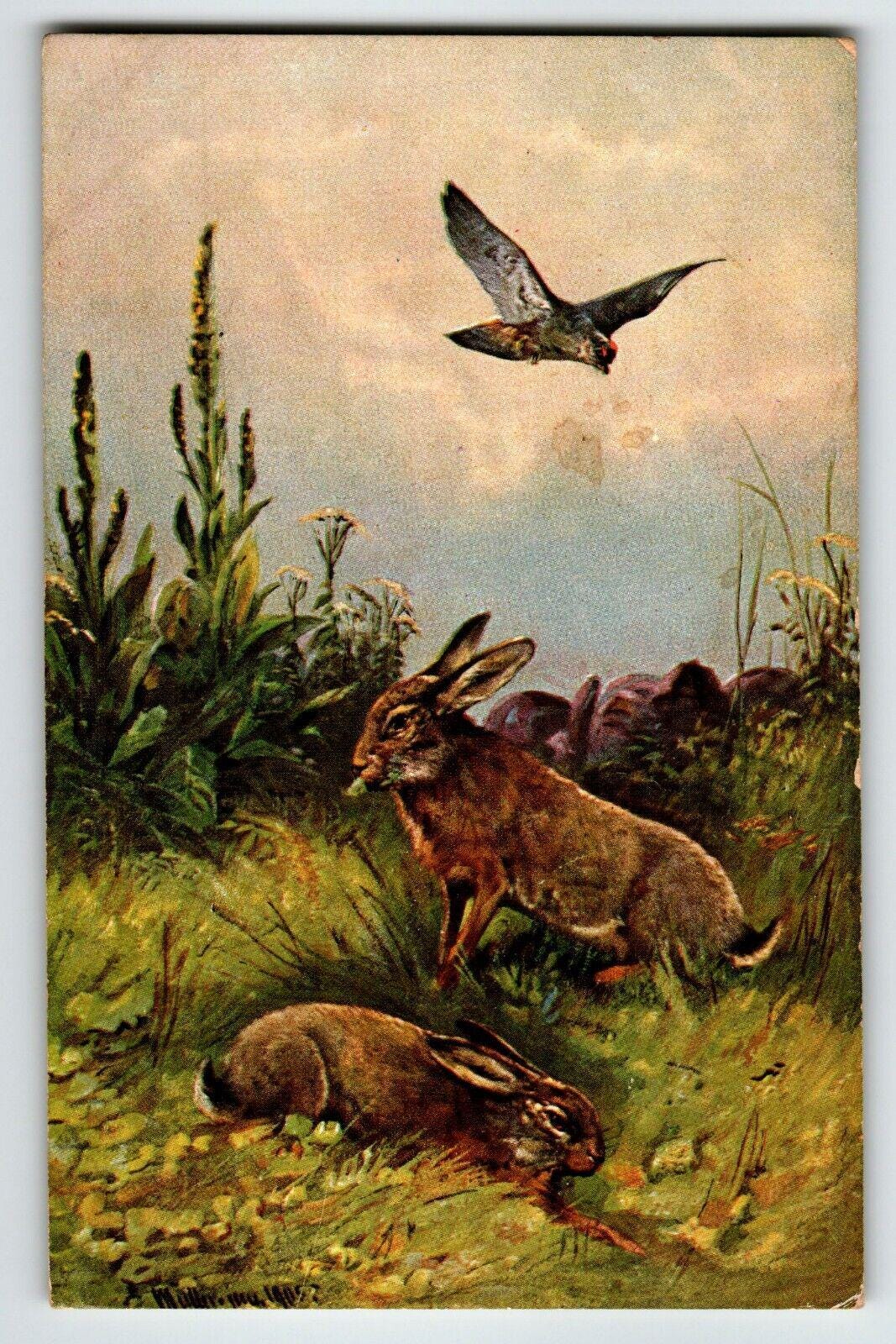 Hawk Hunting Rabbits Rustic Postcard Signed Muller Wildlife HKM 350 ...