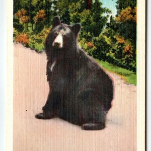 Carte postale Great Smoky Mountains NC N-604, scène de Black Bear Highway, lin Asheville