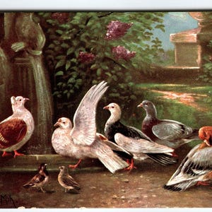 Carte postale Oiseaux sauvages, Pigeons, Colombes dans le jardin, Série 418, Antique vintage