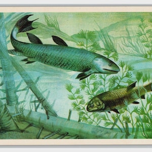 May include: A vintage-style illustration of two fish swimming underwater among green aquatic plants and submerged logs. The larger fish is positioned above, while the smaller fish swims below, both rendered in shades of green and brown.